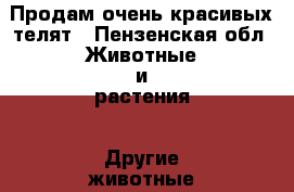 Продам очень красивых телят - Пензенская обл. Животные и растения » Другие животные   